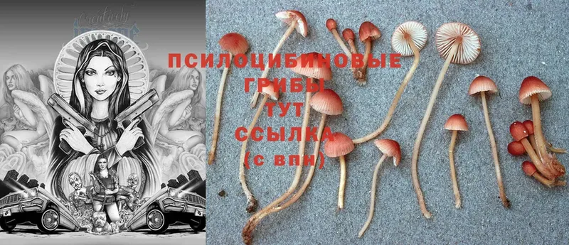 как найти закладки  omg как войти  Галлюциногенные грибы Psilocybine cubensis  Орёл 